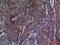 Cell Division Cycle 34 antibody, A03038-2, Boster Biological Technology, Immunohistochemistry frozen image 