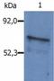 BLNK antibody, NB500-542, Novus Biologicals, Western Blot image 