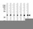 Mitogen-Activated Protein Kinase 1 antibody, F52222-0.4ML, NSJ Bioreagents, Western Blot image 