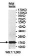 Epididymal Sperm Binding Protein 1 antibody, orb78261, Biorbyt, Western Blot image 