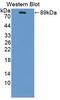 Plasminogen Activator, Tissue Type antibody, LS-C372539, Lifespan Biosciences, Western Blot image 