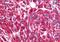 Muscarinic acetylcholine receptor M2 antibody, orb84955, Biorbyt, Immunohistochemistry paraffin image 