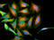Parkinsonism Associated Deglycase antibody, LS-B12771, Lifespan Biosciences, Immunocytochemistry image 