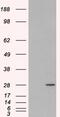 RAB11A, Member RAS Oncogene Family antibody, 45-130, ProSci, Western Blot image 