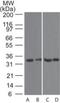 TNF Receptor Superfamily Member 13B antibody, NB100-56516, Novus Biologicals, Western Blot image 
