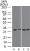 TNF Receptor Superfamily Member 13B antibody, NB100-56516, Novus Biologicals, Western Blot image 