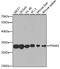 Proteasome Subunit Alpha 3 antibody, GTX54582, GeneTex, Western Blot image 