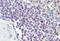 Ephrin A2 antibody, PA5-40353, Invitrogen Antibodies, Immunohistochemistry paraffin image 