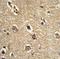 Beclin 1 antibody, LS-C156793, Lifespan Biosciences, Immunohistochemistry frozen image 