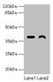 Transmembrane Protein 255A antibody, LS-C395408, Lifespan Biosciences, Western Blot image 