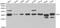 Fibrillarin antibody, LS-C192387, Lifespan Biosciences, Western Blot image 