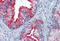 CDw75 antibody, MBS246495, MyBioSource, Immunohistochemistry frozen image 