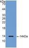 Luteinizing Hormone Beta Polypeptide antibody, LS-C295205, Lifespan Biosciences, Western Blot image 