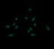 Mitogen-Activated Protein Kinase Kinase 3 antibody, LS-C174556, Lifespan Biosciences, Immunofluorescence image 