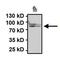 Heat Shock Protein 90 Alpha Family Class B Member 1 antibody, GTX79247, GeneTex, Immunoprecipitation image 