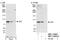 M3K20 antibody, NBP1-18882, Novus Biologicals, Western Blot image 