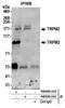 Transient Receptor Potential Cation Channel Subfamily M Member 2 antibody, NB500-242, Novus Biologicals, Immunohistochemistry frozen image 