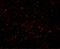 Lipin 1 antibody, 7393, ProSci Inc, Immunofluorescence image 