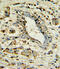 Apolipoprotein L1 antibody, A01841-2, Boster Biological Technology, Immunohistochemistry paraffin image 