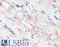 Microfibril Associated Protein 4 antibody, LS-B9892, Lifespan Biosciences, Immunohistochemistry frozen image 