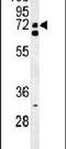 CLK4 Associating Serine/Arginine Rich Protein antibody, PA5-25270, Invitrogen Antibodies, Western Blot image 