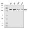 Mov10 RISC Complex RNA Helicase antibody, A04952, Boster Biological Technology, Western Blot image 