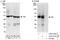 DBPB antibody, A303-231A, Bethyl Labs, Western Blot image 