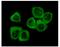 Discoidin Domain Receptor Tyrosine Kinase 2 antibody, 32-144, ProSci, Immunofluorescence image 