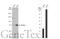 Acsl2 antibody, GTX112430, GeneTex, Western Blot image 