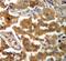 SRBP1 antibody, GTX30027, GeneTex, Immunohistochemistry paraffin image 