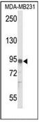 Interleukin 17 Receptor D antibody, AP52189PU-N, Origene, Western Blot image 