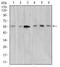 Dimethylglycine Dehydrogenase antibody, orb74123, Biorbyt, Western Blot image 
