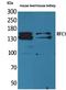 Replication Factor C Subunit 1 antibody, A01730, Boster Biological Technology, Western Blot image 