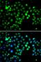 COP9 Signalosome Subunit 2 antibody, orb247757, Biorbyt, Immunofluorescence image 