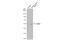 TEA Domain Transcription Factor 4 antibody, GTX108750, GeneTex, Western Blot image 