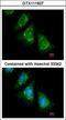 Poly(A) Specific Ribonuclease Subunit PAN3 antibody, LS-B8925, Lifespan Biosciences, Immunofluorescence image 