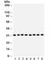 Survival Of Motor Neuron 2, Centromeric antibody, R32249, NSJ Bioreagents, Western Blot image 