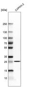 TNF Receptor Superfamily Member 1A antibody, HPA004102, Atlas Antibodies, Western Blot image 