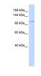 ATPase Plasma Membrane Ca2+ Transporting 3 antibody, NBP1-59465, Novus Biologicals, Western Blot image 