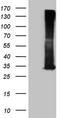 Ras-related protein Rab-3A antibody, CF809533, Origene, Western Blot image 