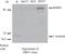 CCCTC-Binding Factor Like antibody, NBP2-52405, Novus Biologicals, Western Blot image 