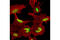 Regulator Of Chromosome Condensation 1 antibody, 5134S, Cell Signaling Technology, Immunofluorescence image 