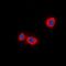Stathmin 1 antibody, orb338903, Biorbyt, Immunofluorescence image 