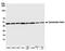 Beta-Actin antibody, A300-491A, Bethyl Labs, Western Blot image 