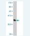 Mucin 5B, Oligomeric Mucus/Gel-Forming antibody, H00727897-A01, Novus Biologicals, Western Blot image 