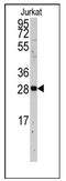 PCNA antibody, AP12489PU-N, Origene, Western Blot image 
