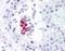 TANK Binding Kinase 1 antibody, NB100-56705, Novus Biologicals, Immunohistochemistry frozen image 