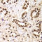 Acidic Nuclear Phosphoprotein 32 Family Member A antibody, LS-C334276, Lifespan Biosciences, Immunohistochemistry frozen image 