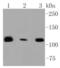 Ring Finger Protein 20 antibody, NBP2-67380, Novus Biologicals, Western Blot image 