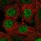 Apoptosis regulatory protein Siva antibody, HPA065398, Atlas Antibodies, Immunofluorescence image 